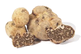 Image of marzuolo or whitewash truffle